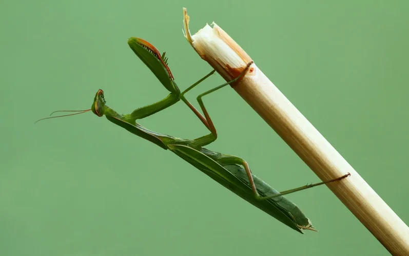 HOME 4 louva a deus verde1