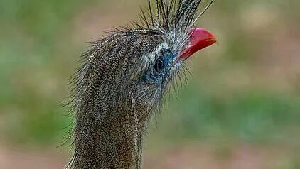 SERIEMA: UMA AVE QUE SABE VOAR, MAS PREFERE CORRER