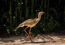 SERIEMA: SABE VOAR, MAS PREFERE CORRER 2 SERIEMA: UMA AVE QUE SABE VOAR, MAS PREFERE CORRER