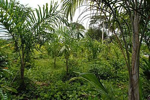 SEJAMOS FLORESTA