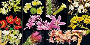 OS CONTRASTANTES TONS DE PRIMAVERA NA CAATINGA