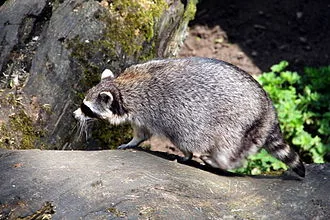 GUAXINIM: UM BICHO DA CAATINGA 1 Guaximin WikiPedia
