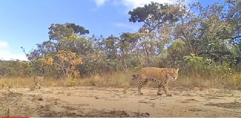 ESPÉCIES EM RISCO DE EXTINÇÃO IDENTIFICADAS NA SERRA DO PARANÃ