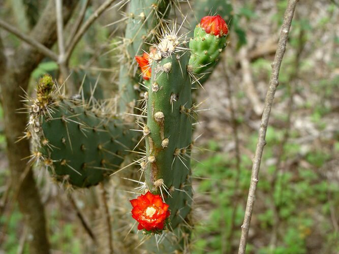 CAATINGA: O BIOMA QUE ENSINA O PAÍS A CONVIVER COM A SECA