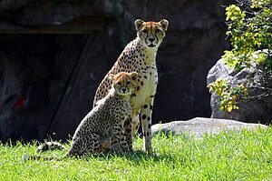 OS DEZ ANIMAIS MAIS RAROS DO MUNDO