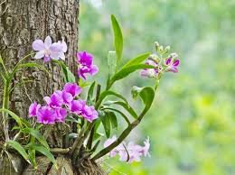  Cultivo de Orquídeas preserva Biodiversidade