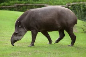 CINCO ANIMAIS DO CERRADO EM RISCO DE EXTINÇÃO