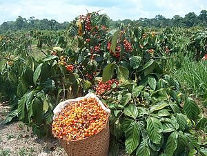 A LENDA DO GUARANÁ 2 A LENDA DO GUARANÁ