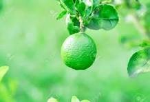 limao