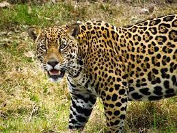 CINCO ANIMAIS DO CERRADO EM RISCO DE EXTINÇÃO