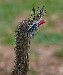 SERIEMA CANTANDO CEDO É SINAL DE DIA QUENTE NA CAATINGA