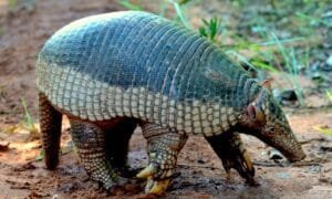 CINCO ANIMAIS DO CERRADO EM RISCO DE EXTINÇÃO