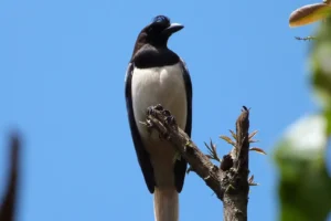 GRALHA-CANCÃ: NO CERRADO TEM, TAMBÉM!