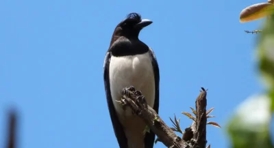GRALHA-CANCÃ: NO CERRADO TEM, TAMBÉM! Zezé Weiss