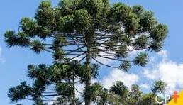 Araucarias Cursos CPT