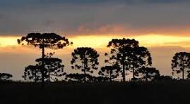 Araucarias UFPR