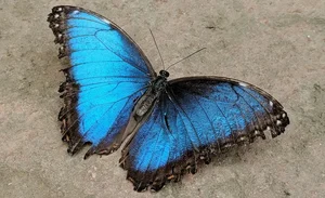 A LENDA DA BORBOLETA AZUL