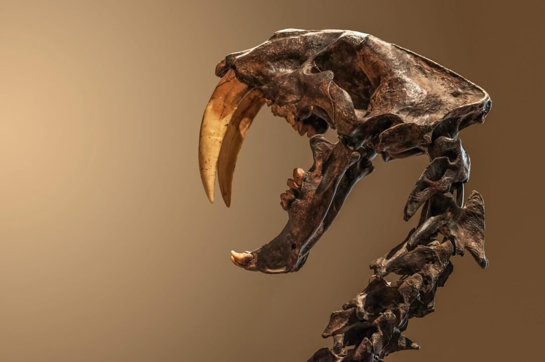 Crane de smilodon expose au Museu de Zoologia da Universidade de Sao Paulo Brazil scaled