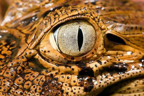 Jacare de papo amarelo Caiman latirostris Broad snouted caiman wikipedia