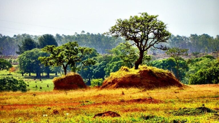 CERRADO: O QUE FAZER PARA DEFENDER O QUE AINDA RESTA?