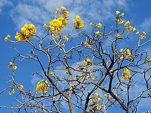 CORDEL DO CERRADO