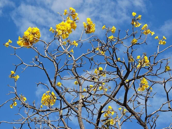 CORDEL DO CERRADO
