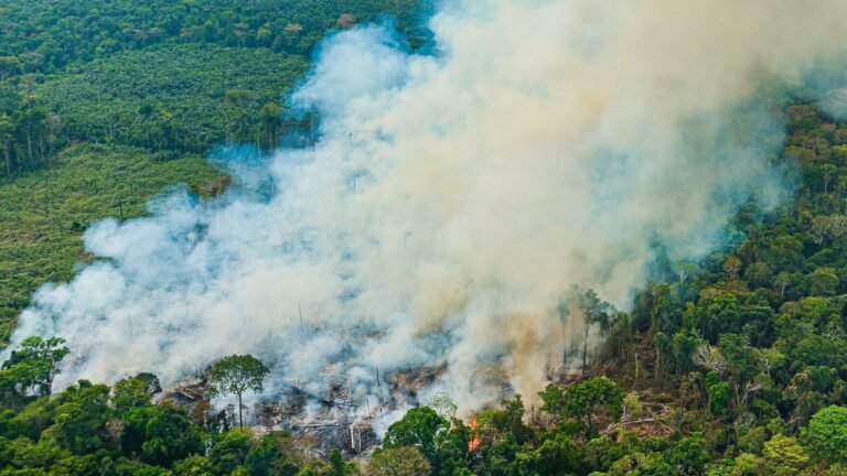 AMAZÔNIA EM CHAMAS: BANCÁRIOS E BANCÁRIAS EM ALERTA