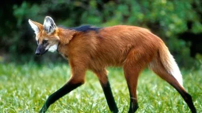 lobo guara national geographic