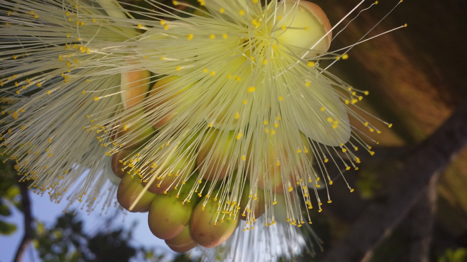 HOME 8 ALGUNS ELEMENTOS DA ECOLOGIA CERRATENSE