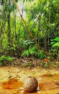 “PATRÃO NÃO GOSTA DE SERINGUEIRO QUE TIRA SALDO”