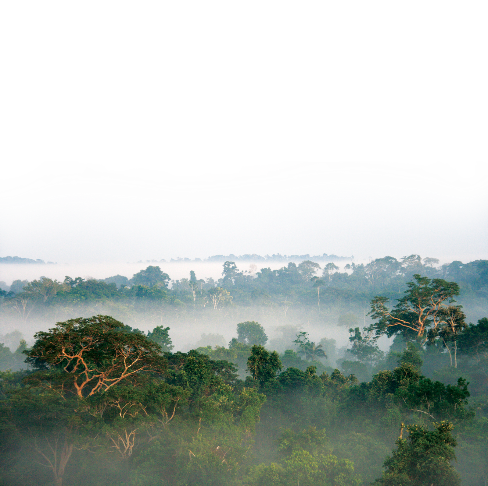 janeiro, biodiversidade