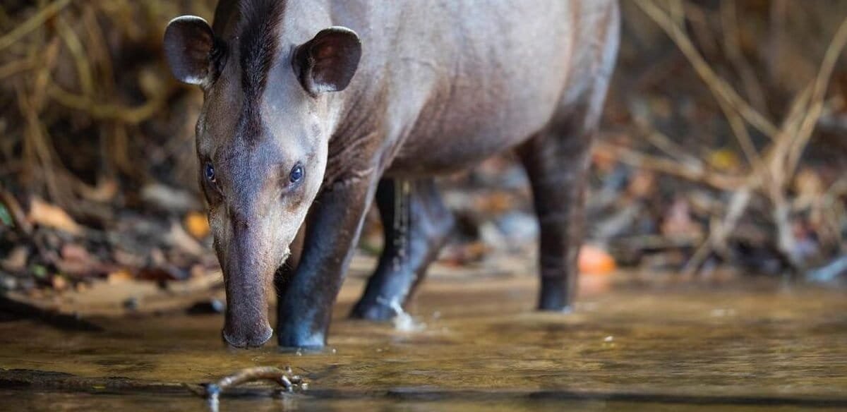 Foto Mamiferos 1 e1694807123723 1200x584 1