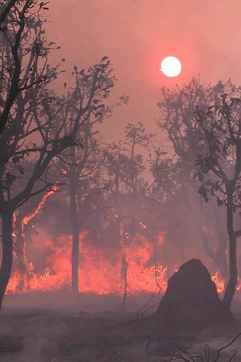 O CERRADO NA ENCRUZILHADA DE UM FUTURO NÃO TÃO DISTANTE