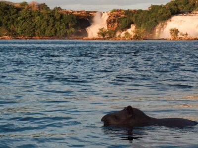 FEVEREIRO NA FLORESTA SEGUNDO O CALENDÁRIO ASHANINKA