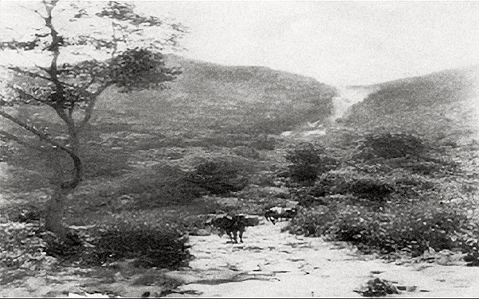 O TRATAMENTO DAS DOENÇAS NO ARRAIAL DE COUROS