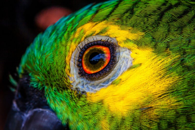 MARÇO NA FLORESTA SEGUNDO O CALENDÁRIO ASHANINKA