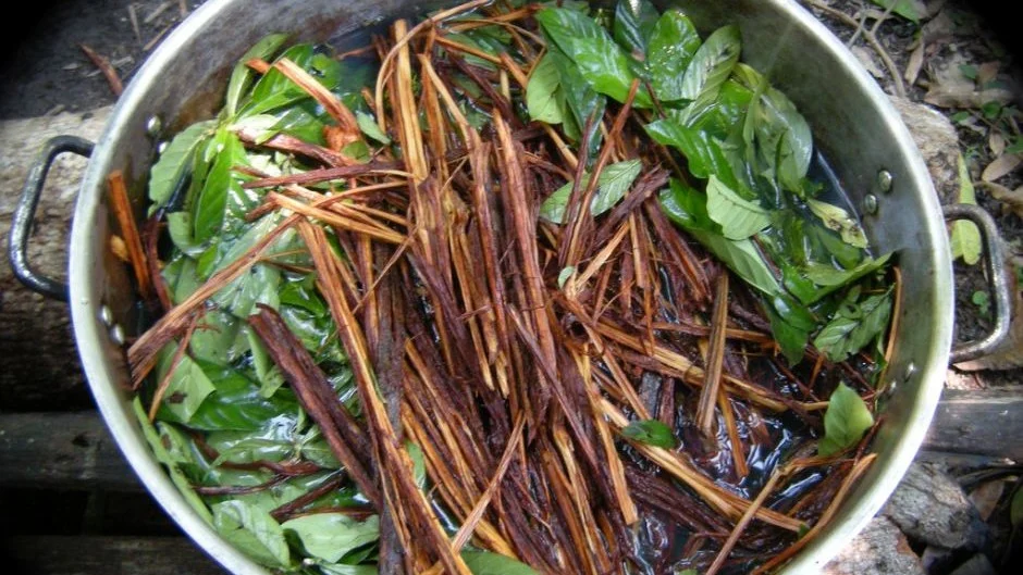 AYAHUASCA: MAGIA E POSSÍVEL CURA PARA DEPRESSÃO 2 ayahuasca