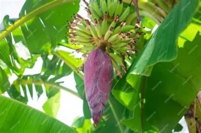 bananeira coracao free pick