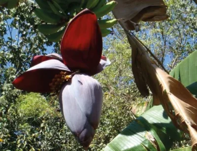 coracaodabananeira e1627361326447