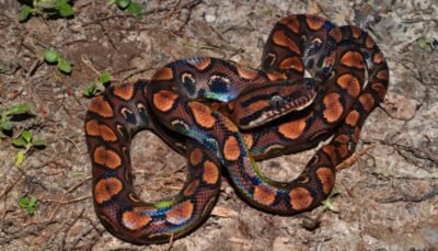 JIBOIA ARCO-ÍRIS: ESPÉCIE RARA DA AMAZÔNIA 2 jiboia arco iris da amazonia portal amazonia