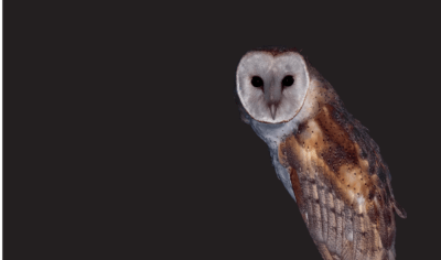 MATINTA-PEREIRA: A AVE QUE ASSOBIA FORTE