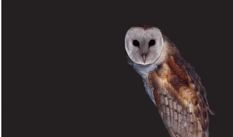 MATINTA-PEREIRA: A AVE QUE ASSOBIA FORTE