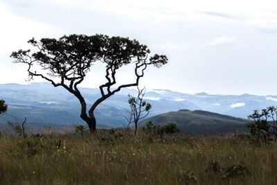 O CERRADO COMO BIOSSISTEMA GEOGRÁFICO
