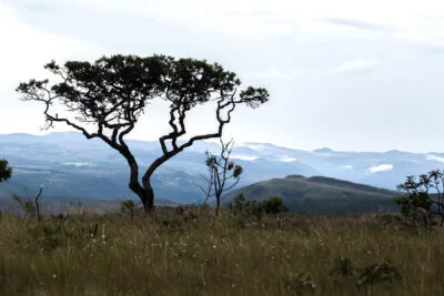 O CERRADO COMO BIOSSISTEMA GEOGRÁFICO