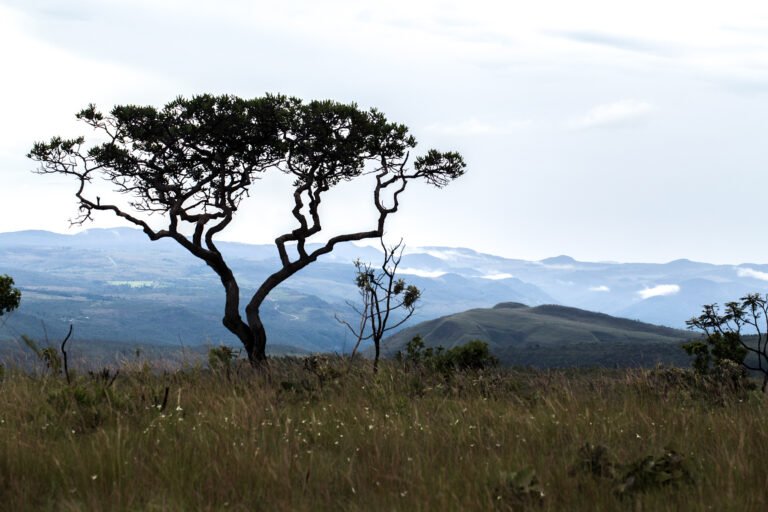 O CERRADO COMO BIOSSISTEMA GEOGRÁFICO