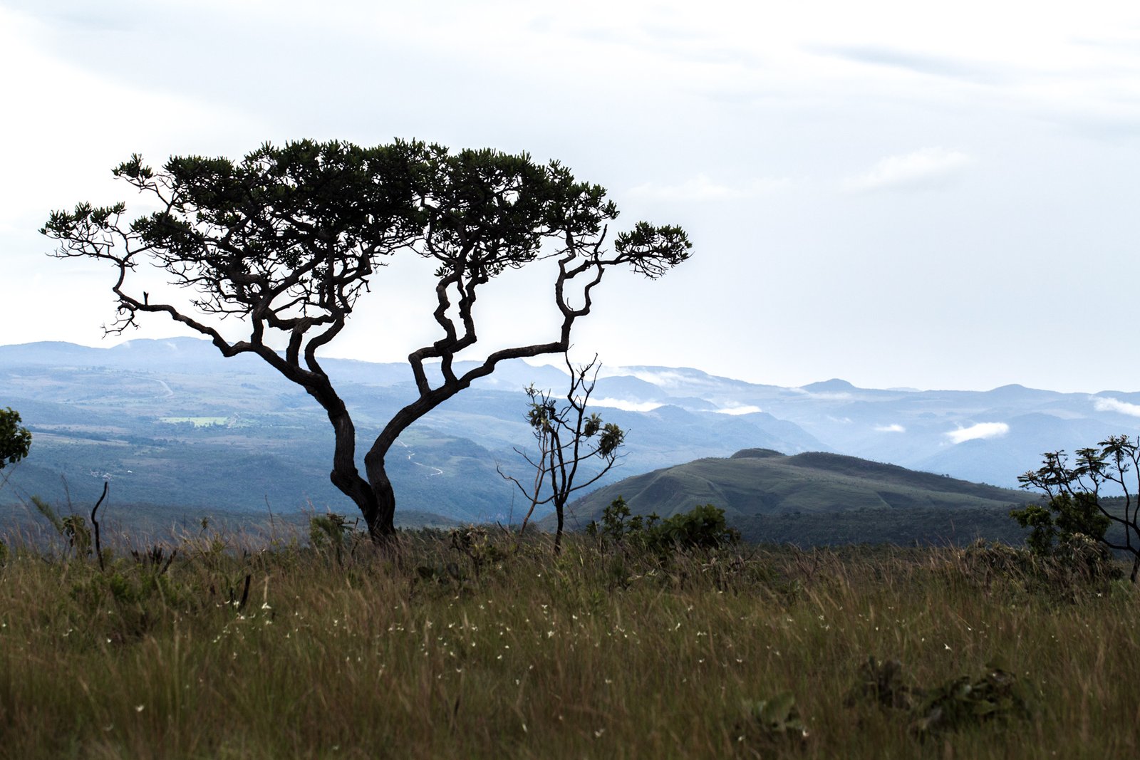 O CERRADO COMO BIOSSISTEMA GEOGRÁFICO