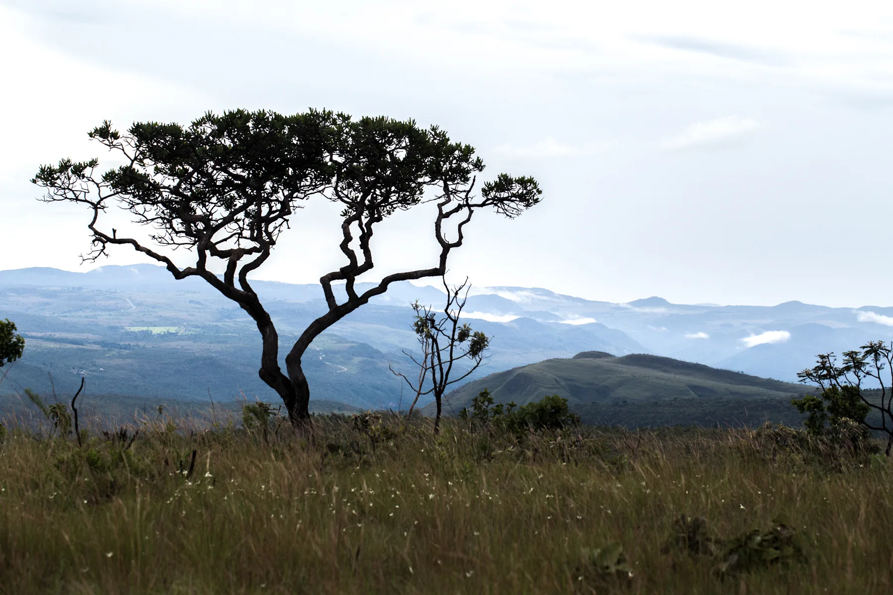 O CERRADO COMO BIOSSISTEMA GEOGRÁFICO
