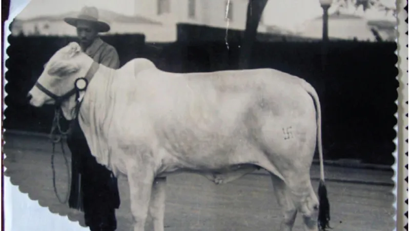 “MENINO 23: INFÂNCIAS PERDIDAS NO BRASIL” 2 boi marcado com a suastica