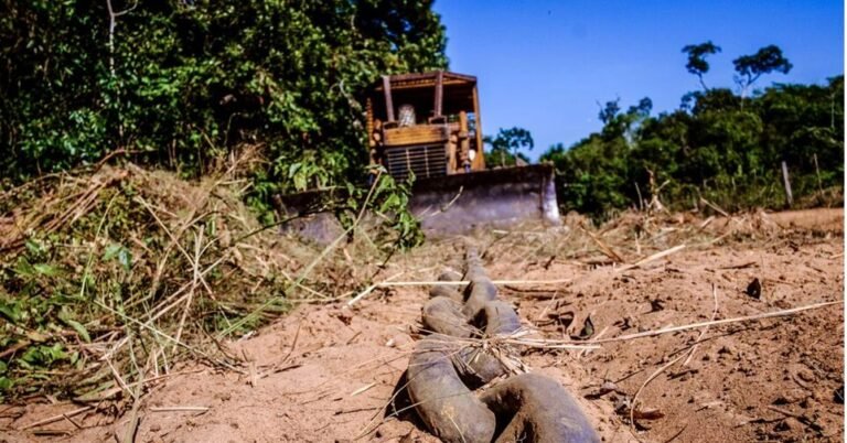 MANIFESTO PELO FIM DO USO DO “CORRENTÃO” NO BRASIL