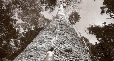 AS VEIAS ABERTAS DA MÃE SERINGUEIRA